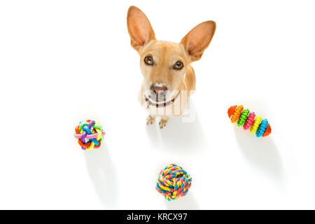 Neugierig podenco Hund suchen bis zu Eigentümer warten oder sitzenden Patienten zu Spielen für einen Spaziergang, auf weißem Hintergrund oder mit einer Menge pet Spielwaren Stockfoto