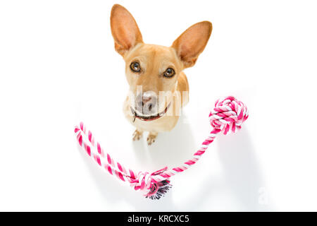 Neugierig podenco Hund suchen bis zu Eigentümer warten oder sitzenden Patienten zu Spielen für einen Spaziergang, auf weißem Hintergrund oder mit einer Menge pet Spielwaren Stockfoto