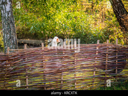 Weiße Gans hinter Bauernhof Zaun Stockfoto