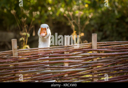 Weiße gans Stretching seinen Hals über einen Zaun Stockfoto