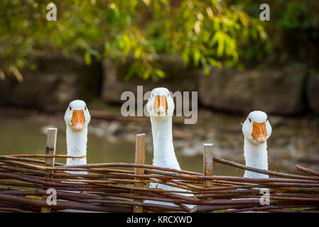 Drei lustige weiße Gänse Stockfoto