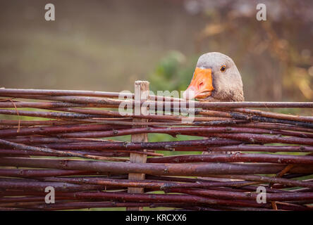 Graue Gans hinter Zaun Stockfoto