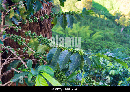 Kaffeepflanze Closeup Stockfoto