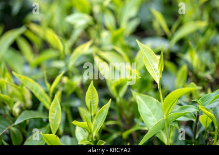 Nahaufnahme der Teepflanze Stockfoto