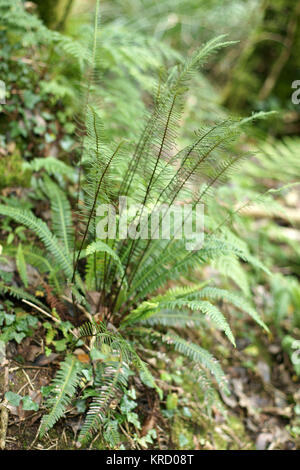 Blechnum spicant (Fern) Stockfoto