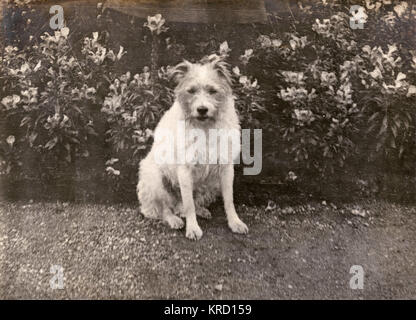 Prinz von Wales (George V) und sein vermisster Hund Stockfoto