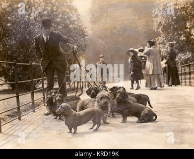 Captain Berry's Dackel im Park Stockfoto