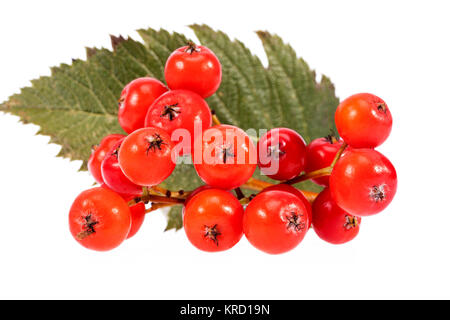 Rote Früchte der Eberesche auf weißem Hintergrund Stockfoto