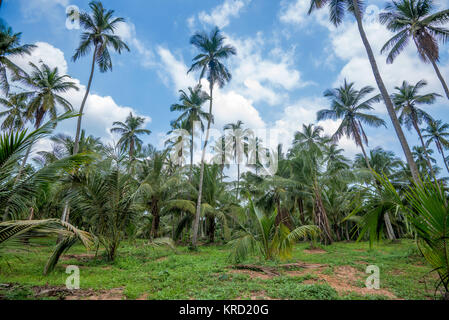 Kokosnuss-Plantage in Asien Stockfoto