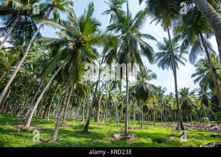 Kokosnuss-Plantage in Asien Stockfoto