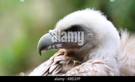 Nahaufnahme, Porträt eines Gänsegeiers Stockfoto