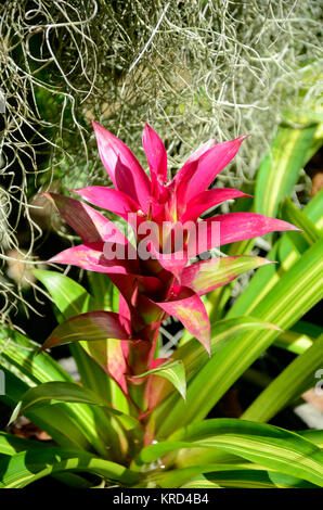 Bromelie oder Urn Anlage (Aechmea Fasciata) Art von lokalen Brasilien Pflanzen. Stockfoto