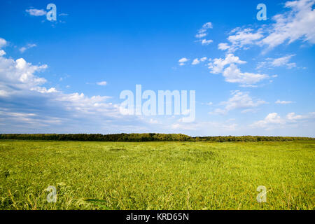 Bereich der Reis in den Reisfeldern Stockfoto