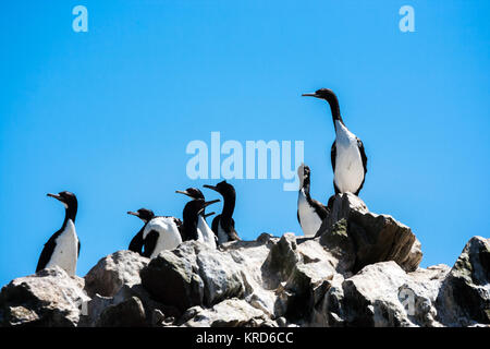 Herde von guanay Kormorane in der Islas Ballestas, Halbinsel Paracas, Peru Stockfoto