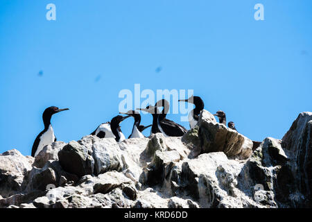Herde von guanay Kormorane in der Islas Ballestas, Halbinsel Paracas, Peru Stockfoto