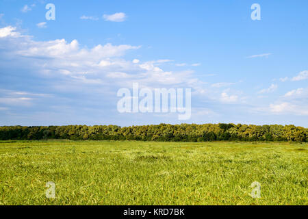 Bereich der Reis in den Reisfeldern Stockfoto