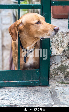 Neugierigen Hund hinter einem Zaun Stockfoto