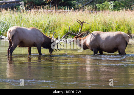 Kämpfende Wapiti Hirsche am Madison River. Kämpfen elk Stiere Madison am Fluss. Stockfoto