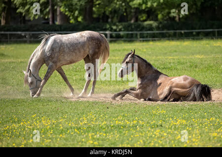 Pferde auf einer Lichtung Stockfoto