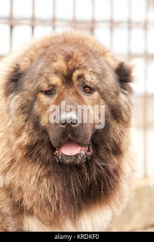 Gefährlich, großer Hund Stockfoto