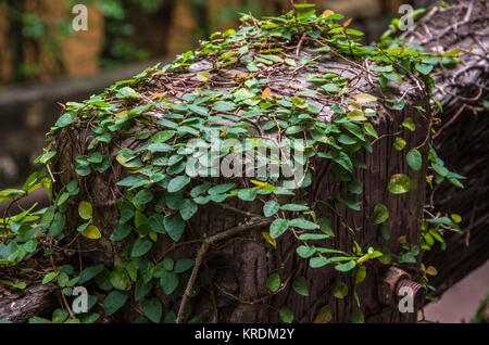 Nahaufnahme des verfallenen getragen Holzzaun ausklingende Holz- Textur mit shollow DOF Stockfoto