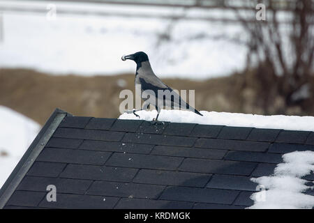 Krähe mit Beute auf dem Dach im Winter Stockfoto