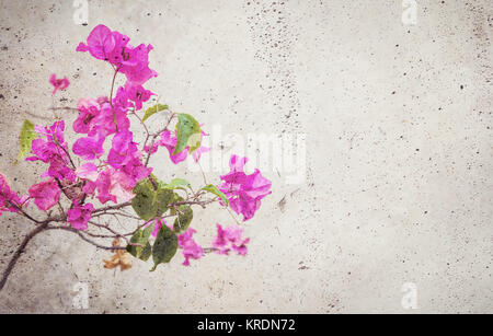 Blühende rote Blume blended in konkrete Wand Stockfoto