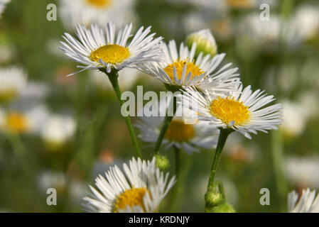 Erigeron annuus Stockfoto