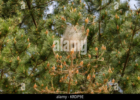 Kiefer processionary moth Raupen in silken Nester auf Pine Tree Winter zu überleben. Nord Spanien, Februar 2017. Stockfoto