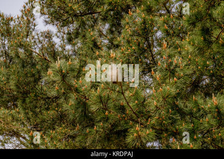 Kiefer processionary moth Raupen in silken Nester auf Pine Tree Winter zu überleben. Nord Spanien, Februar 2017. Stockfoto