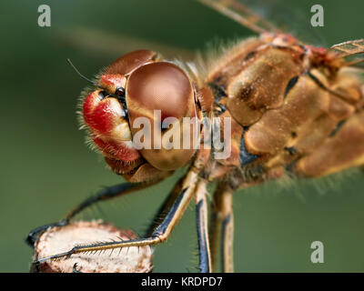 Porträt einer Rote Libelle Stockfoto