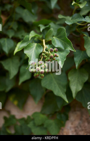 Hedera helix Stockfoto