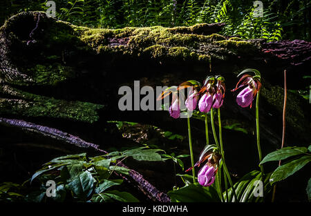 Die sehr helle Farben dieser Lady Slipper hebt sich stark auf das grüne Wachstum der Pflanzen, und von diesem alten, verrottenden Bäumen bedeckt mit viel Moos Stockfoto