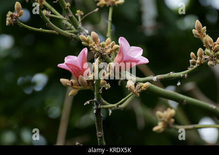 Brachychiton verfärben. Stockfoto