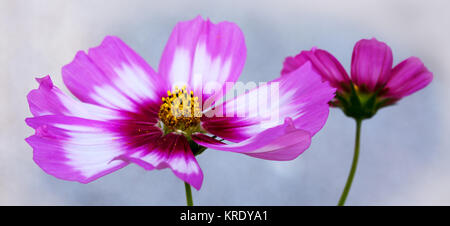 Sommer floral background. Selektiver Fokus in der Blume Rosa cosmos Blumen isoliert auf Grau. Stockfoto