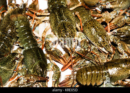 Lebendig crayfish Nahaufnahme. Stockfoto