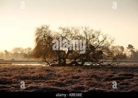 Eine Weide und gefrorene Gräser am Bushy Park Stockfoto