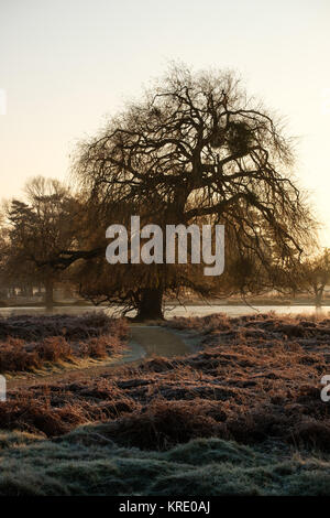 Willow Tree und gefrorene Gräser am Bushy Park im Winter Stockfoto