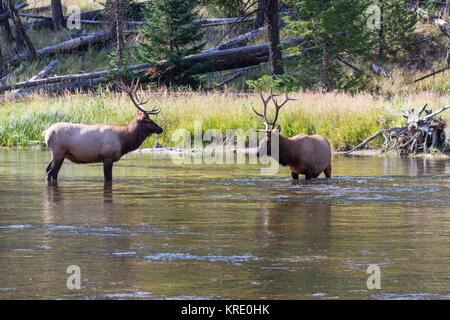 Kämpfende Wapiti Hirsche am Madison River. Kämpfen elk Stiere Madison am Fluss. Stockfoto