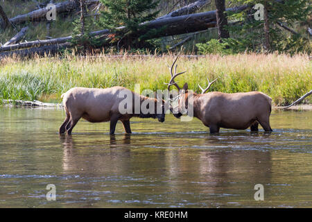 Kämpfende Wapiti Hirsche am Madison River. Kämpfen elk Stiere Madison am Fluss. Stockfoto