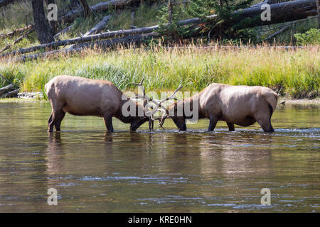 Kämpfende Wapiti Hirsche am Madison River. Kämpfen elk Stiere Madison am Fluss. Stockfoto