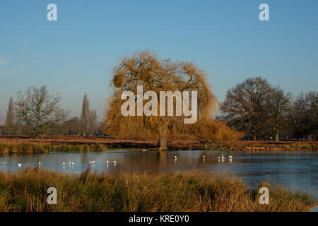 Willow Tree am Rande des Heron Teich Bushy Park Stockfoto