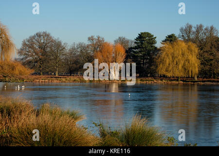 Heron Teich am Bushy Park Stockfoto