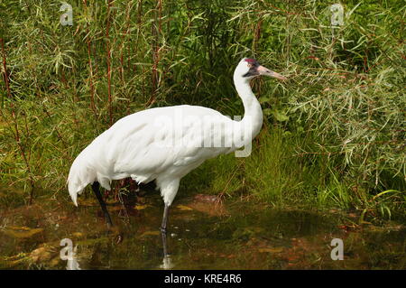 Eine seltene Whooping crane posiert für ein Porträt für die Kamera. Stockfoto