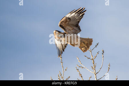 Rot - angebundener Falke im Flug Stockfoto