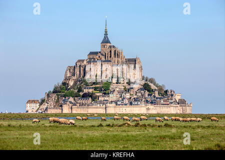 Mont Saint-Michel (St. Michael's Mount), Normandie, Nord-westlichen Frankreich: Salzwiese Schafe in Salzwiesen vor Le Mont Saint-Michel. (Nicht av Stockfoto