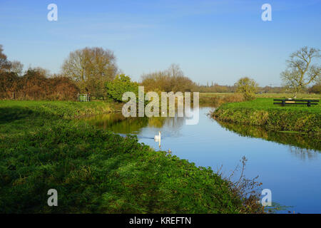 Schwan auf dem Fluß an grantchester Meadows Stockfoto