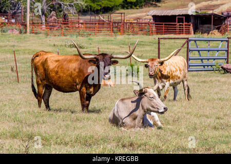 Texas Longhorn Rinder weiden Stockfotografie - Alamy