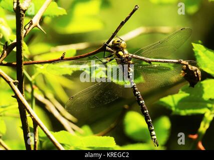 Koenigslibelle in einer Kletterrose Stockfoto