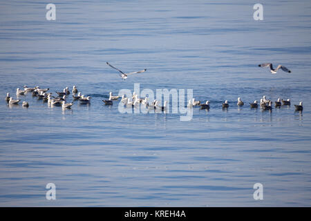 Herde der Europäischen Silbermöwe, Larus argentatus Stockfoto